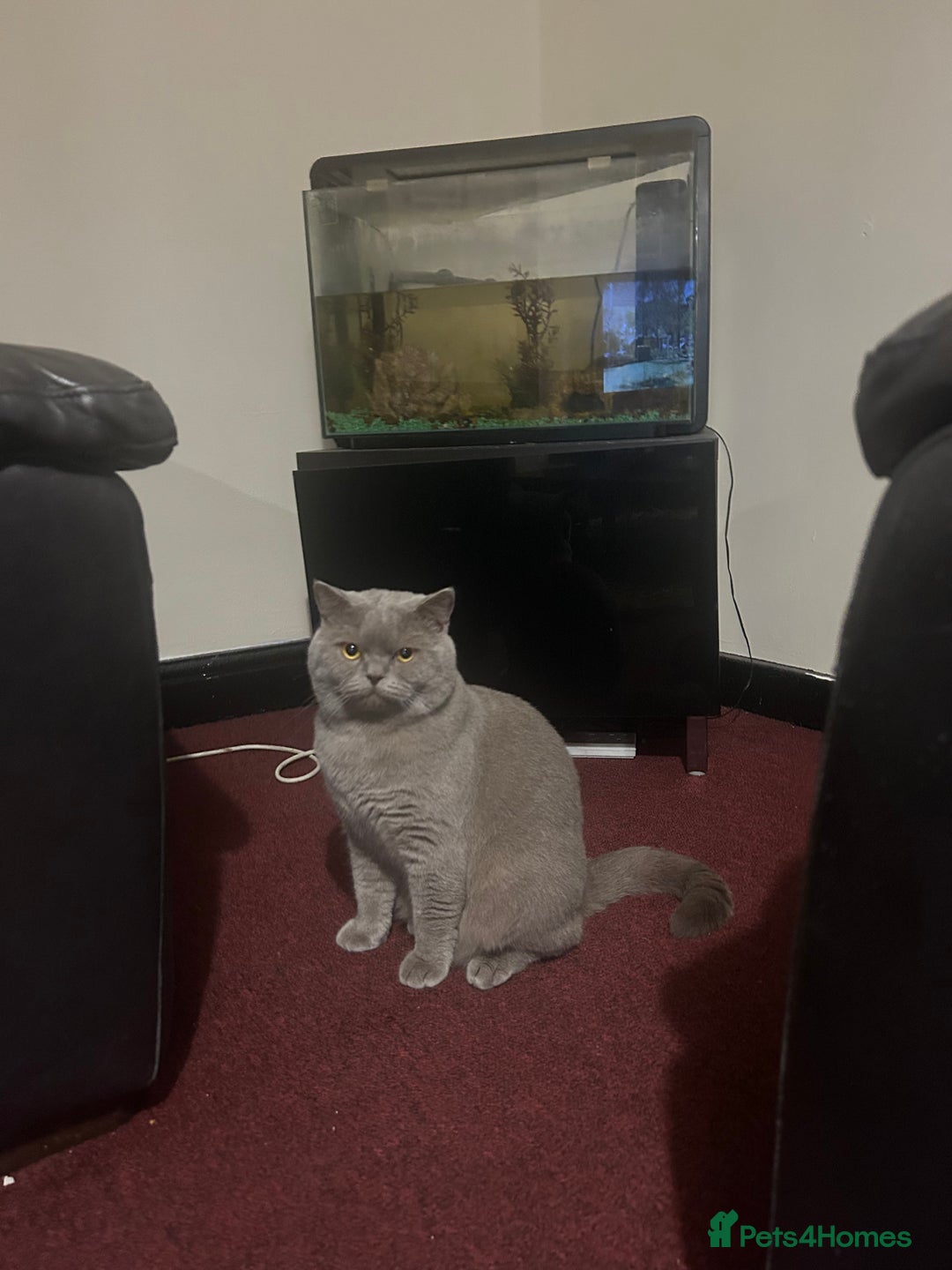 British Shorthair cats for sale: Male British Cat 🐱  - Image 3