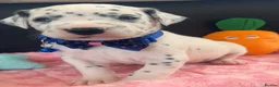 Dalmatian dogs for sale: Beautiful Dalmatian puppies ready to reserve  - Advert 8