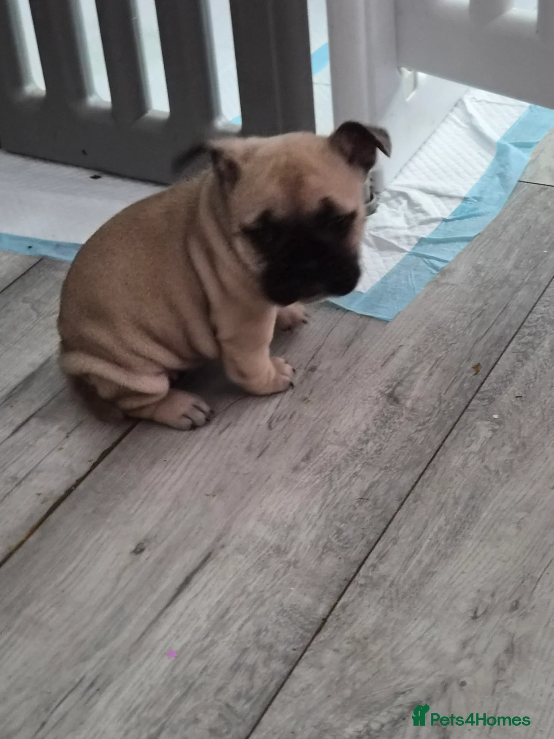 Mixed Breed dogs for sale:  Female Hybrid Bulldog Pups - Advert 4