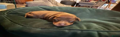 Miniature Pinscher 3 Mr BLACK