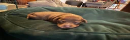 Miniature Pinscher dogs for sale: KC registered Miniature Pinscher chocolate and tan - Advert 10