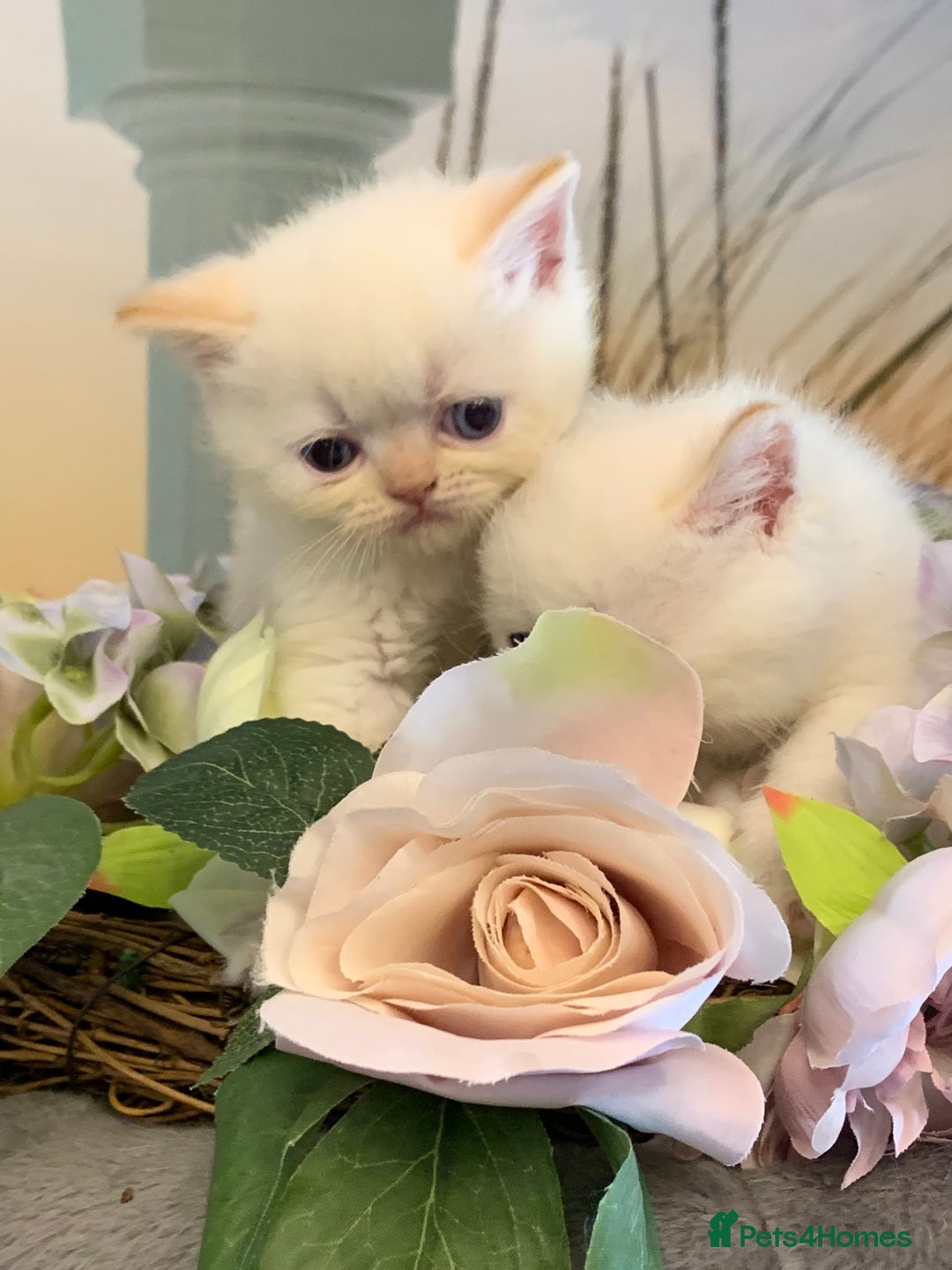 Persian cats for sale: Exotic persians  - Image 6