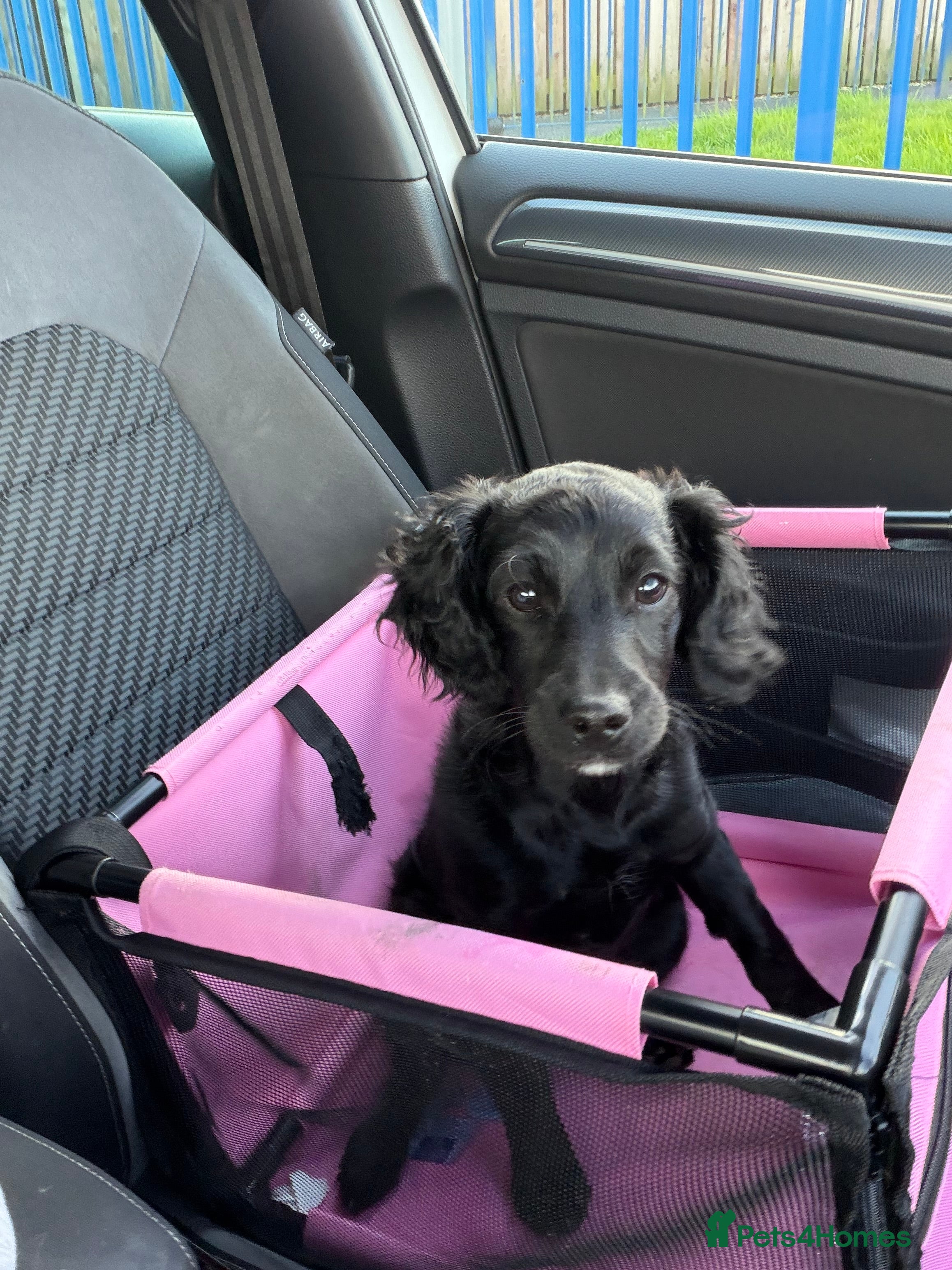 Cockapoo dogs Cockapoo black 16wks - Advert 1