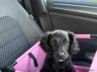 Cockapoo dogs Cockapoo black 16wks - Advert 1