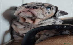 English Bulldog dogs for sale: Beautiful English Bulldog Puppies - Image 3