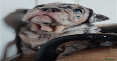 English Bulldog dogs - Advert 4
