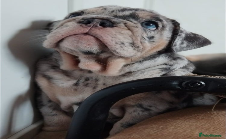 English Bulldog dogs - Advert 3