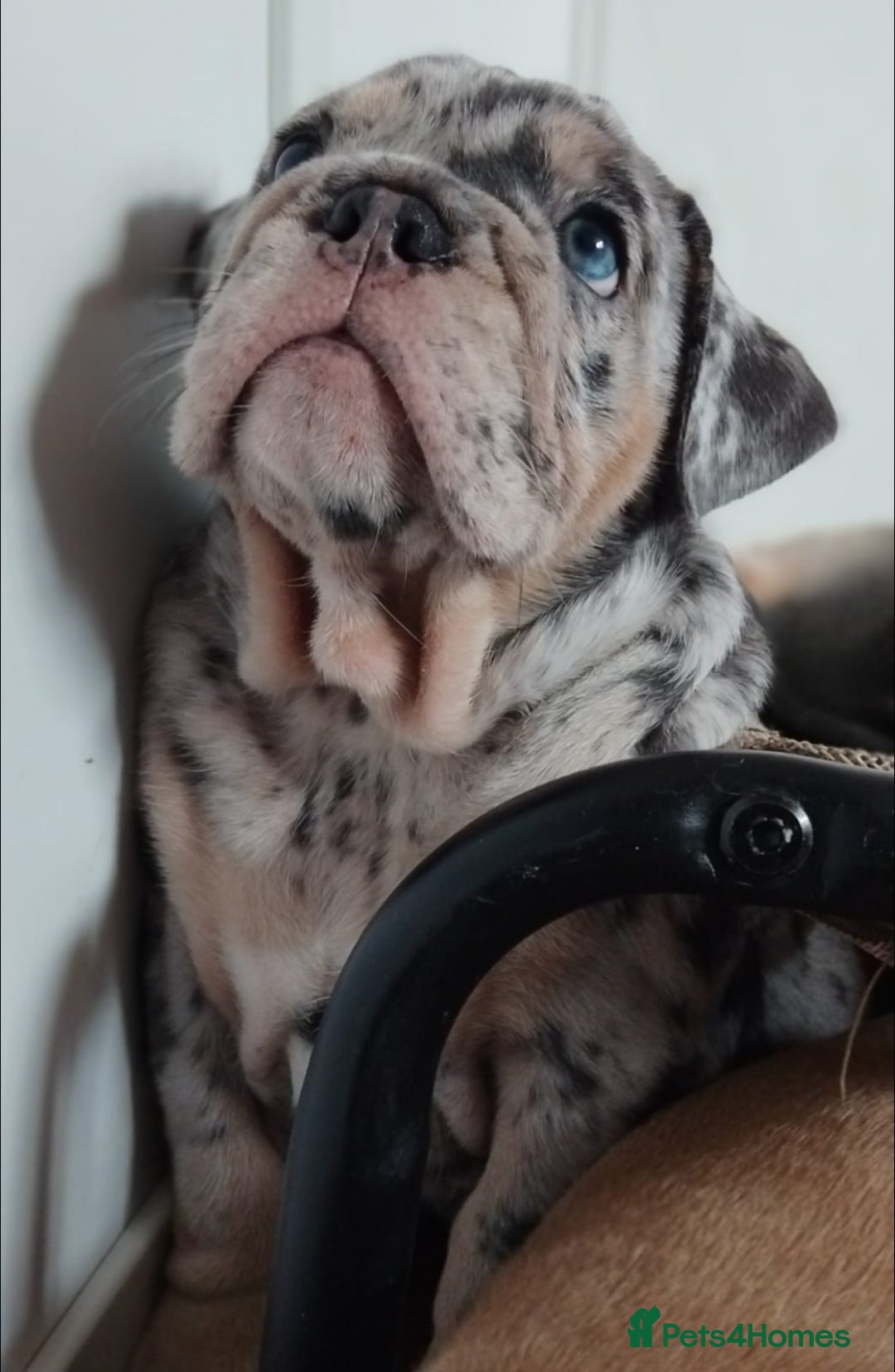 English Bulldog dogs for sale: Beautiful English Bulldog Puppies - Image 3