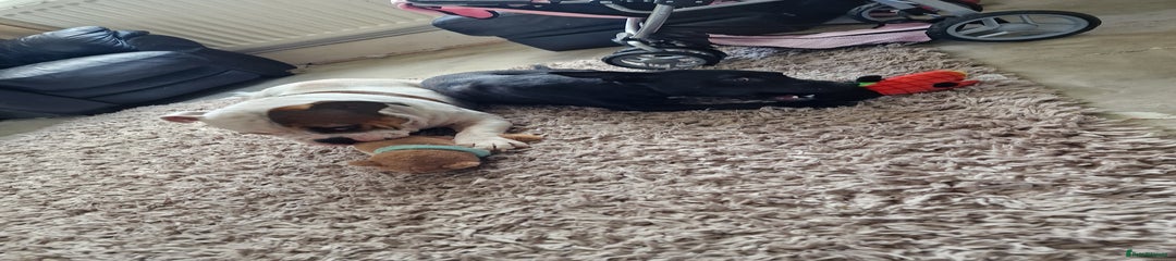 Mixed Breed Puppy 1