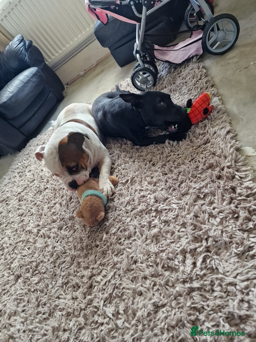 Mixed Breed dogs for sale: Pups  - Image 7