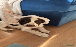 English Springer Spaniel dogs for sale: last baby looking for his forever home🥺😍 - Advert 11