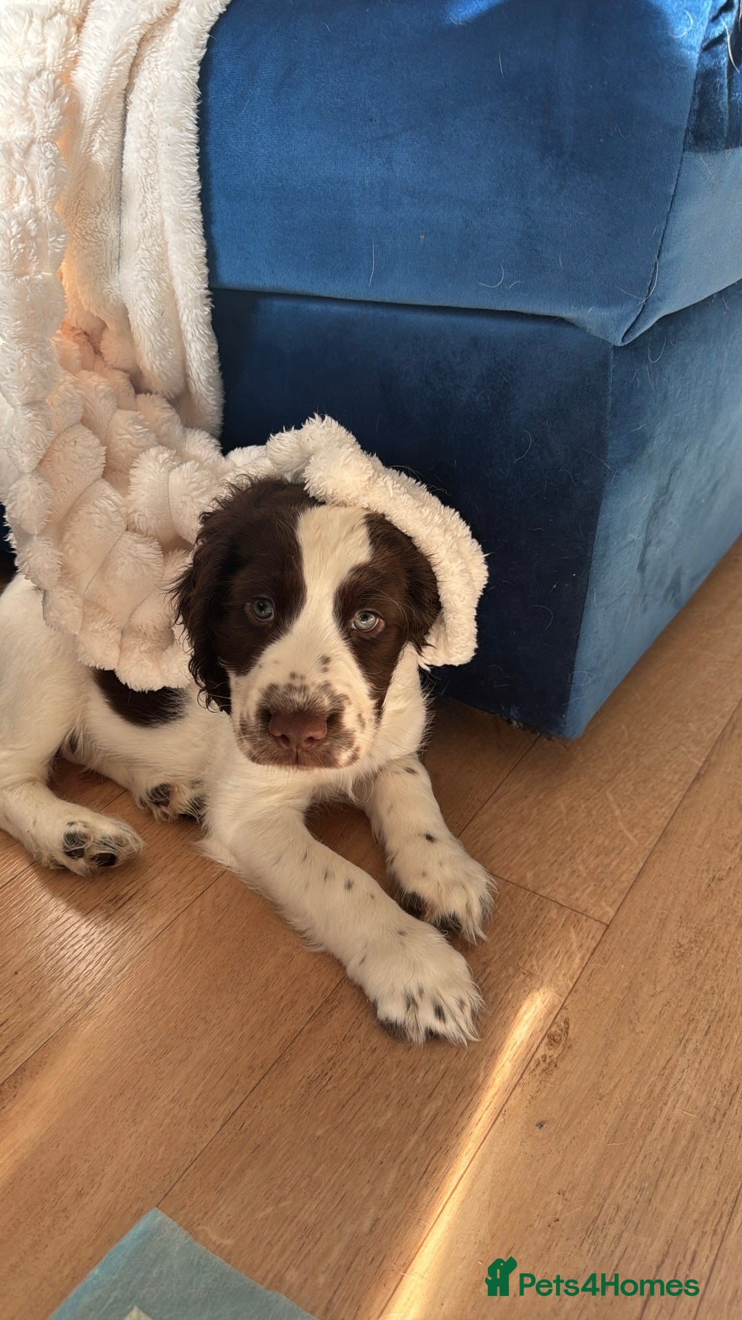 English Springer Spaniel dogs for sale: last baby looking for his forever home🥺😍 - Advert 11