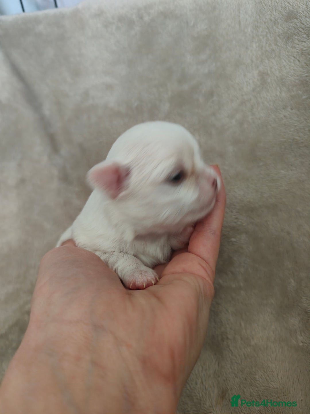 Chihuahua dogs for sale: 🪻 Beautiful Chihuahua Puppies 🪻 - Advert 20