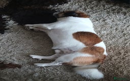 Jug dogs for sale: Finding a loving family - Image 2