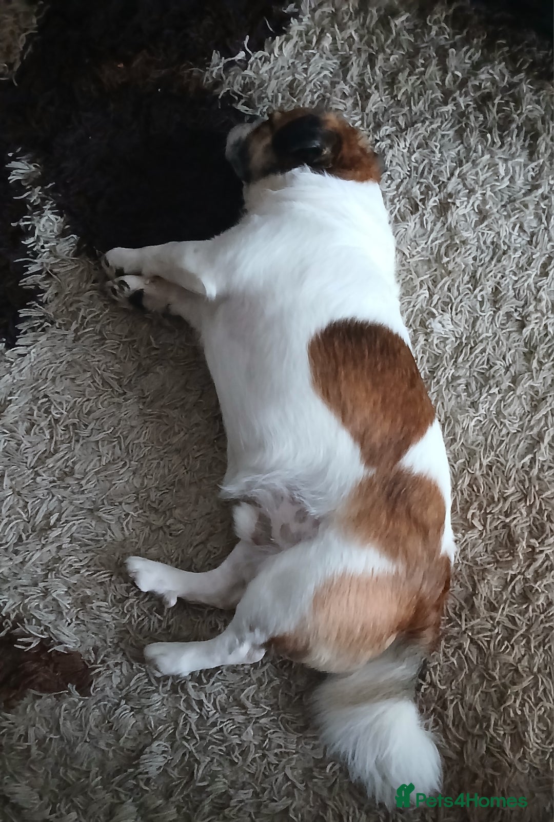 Jug dogs for sale: Finding a loving family - Image 2