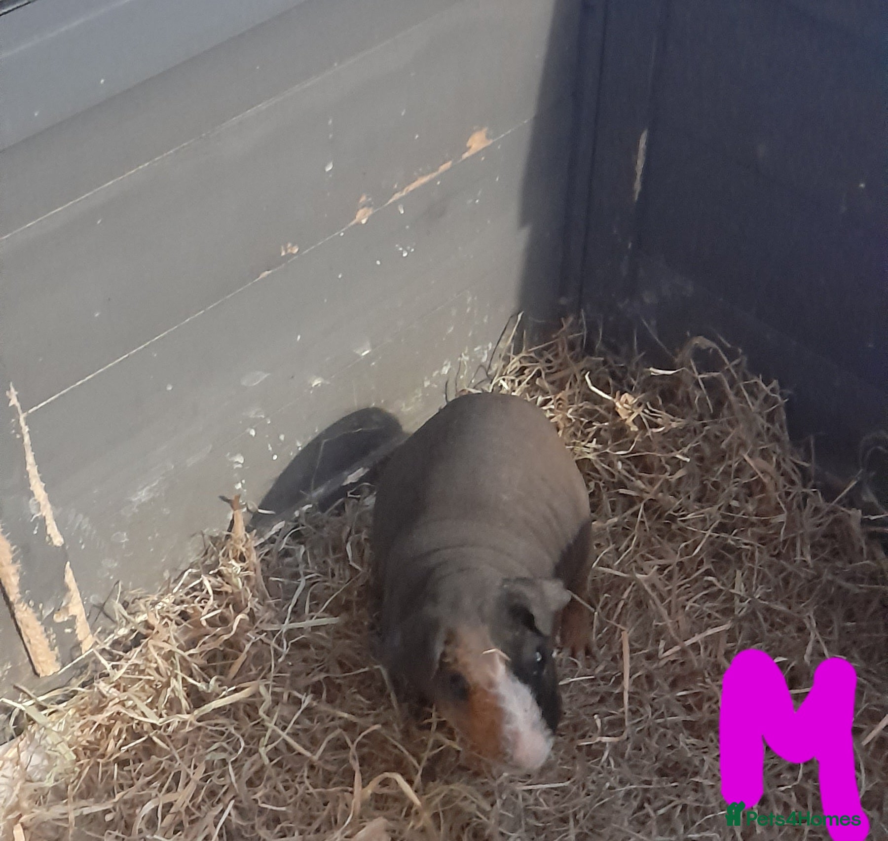 Guinea Pig rodents   Gorgeous skinny pigs - Advert 17