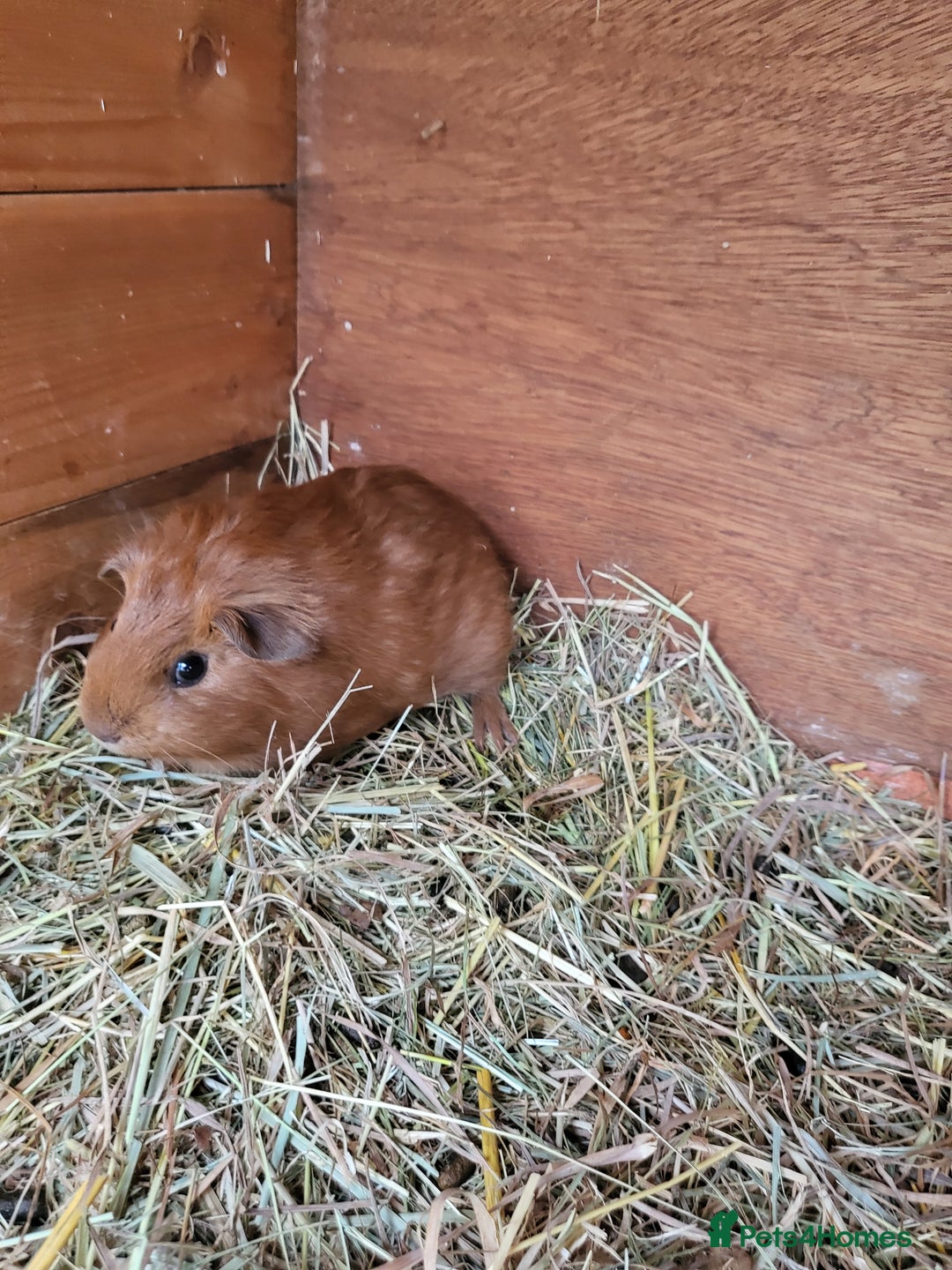 Guinea Pig rodents for sale: Baby Guniea Pigs For Sale - Advert 2