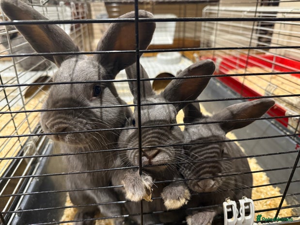Silver Fox rabbits Three stunning and very good natured brothers - Advert 1