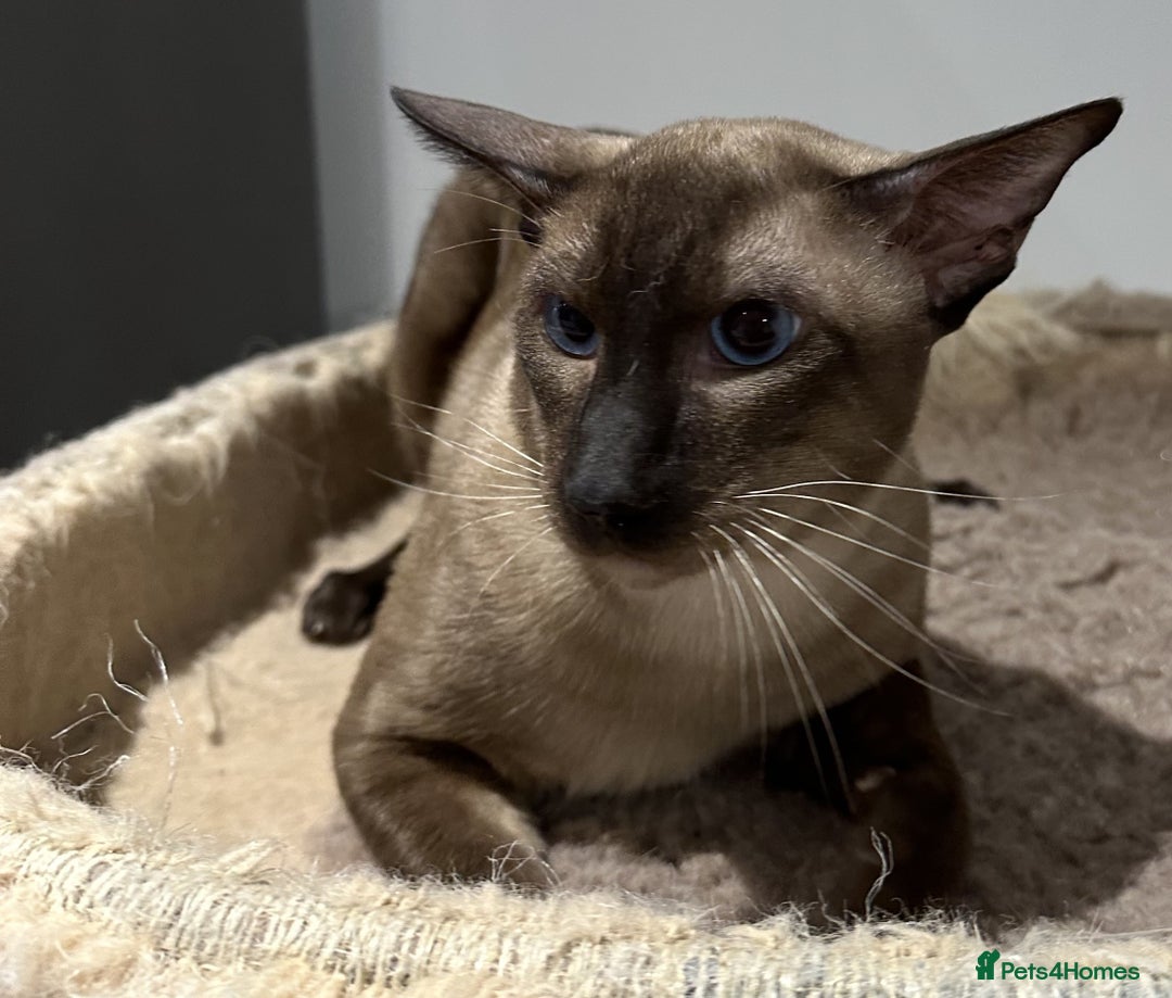 Siamese cats for sale: Handsome Seal Point Male - Active Register - Image 1