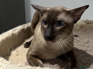 Siamese cats - Advert 28