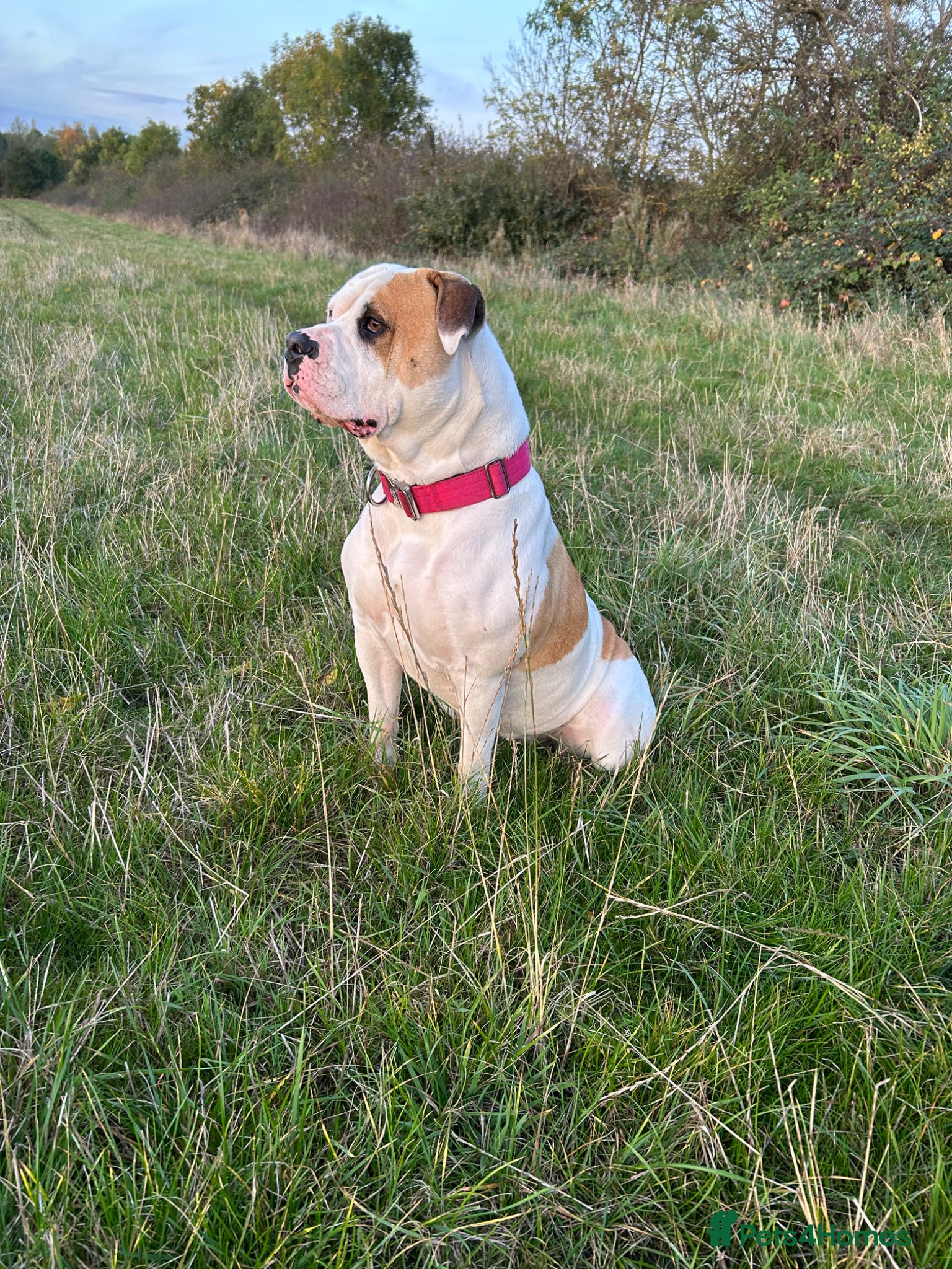 American Bulldog dogs for sale: American bulldog Scott type female 3 years old - Advert 8