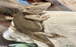 Bearded Dragon reptiles for sale: Zero Bearded Dragon plus full setup - Image 3