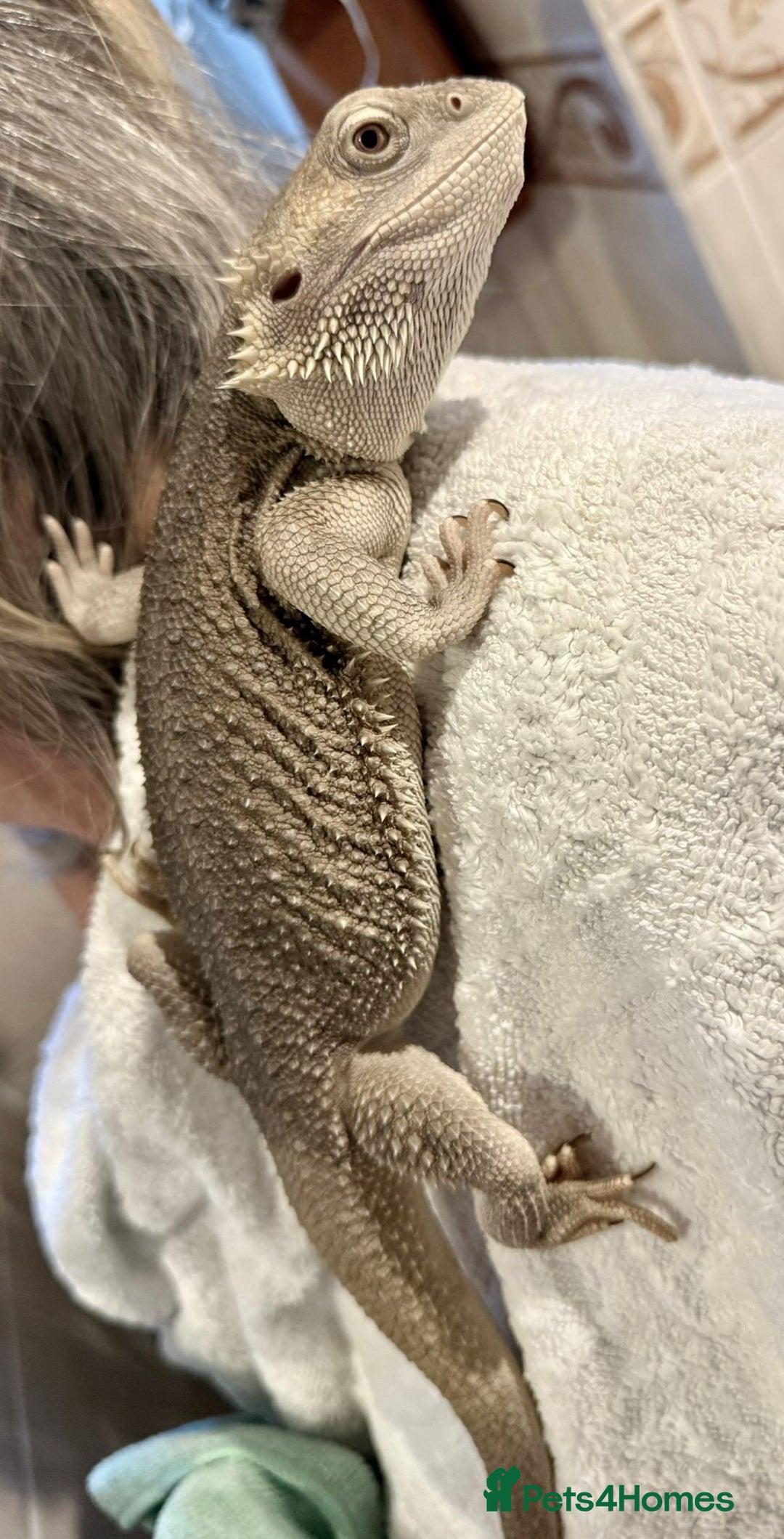 Bearded Dragon reptiles for sale: Zero Bearded Dragon plus full setup - Image 3