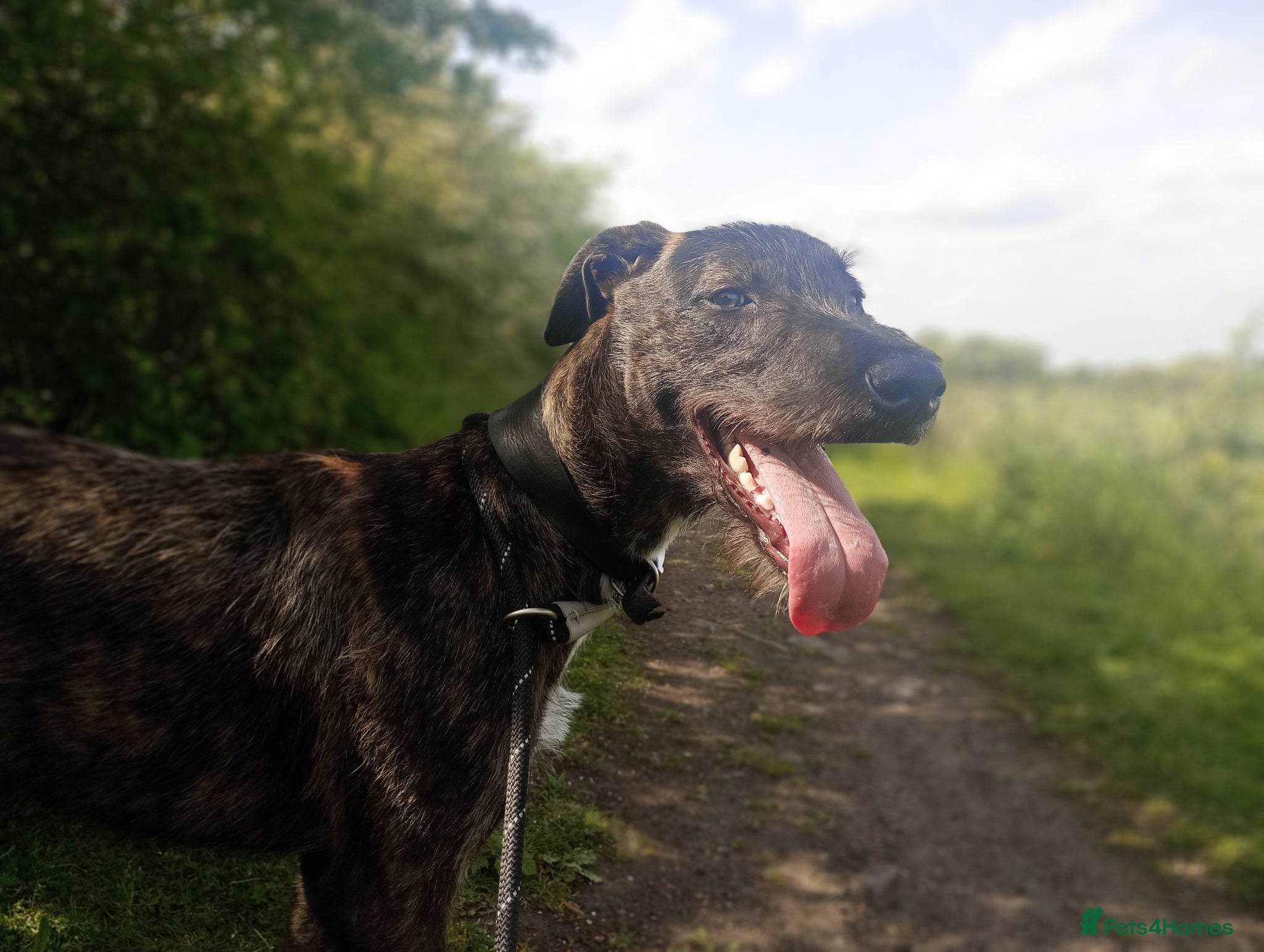 Lurcher dogs beautiful Lurcher Pup Friendly and gentle  - Advert 8