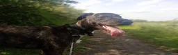 Lurcher dogs for sale: beautiful Lurcher Pup Friendly and gentle  in Knottingley - Advert 1