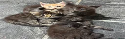 Maine Coon cats for sale: Half Maincoon Kittens  - Advert 12