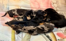 Dachshund dogs for sale: Pedigree Dachshund puppies PRA clear health tested - Image 14