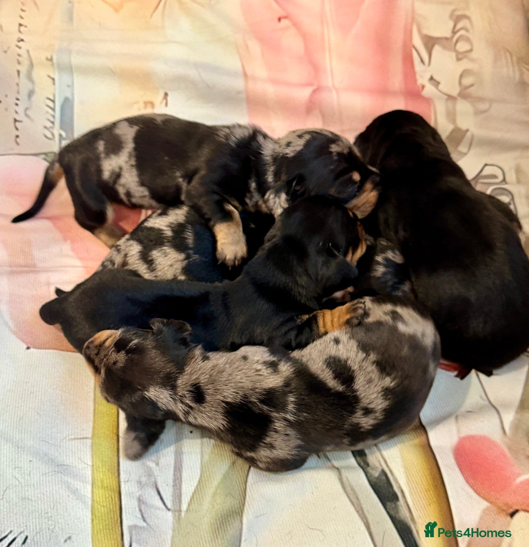 Dachshund dogs for sale: Pedigree Dachshund puppies PRA clear health tested - Image 14