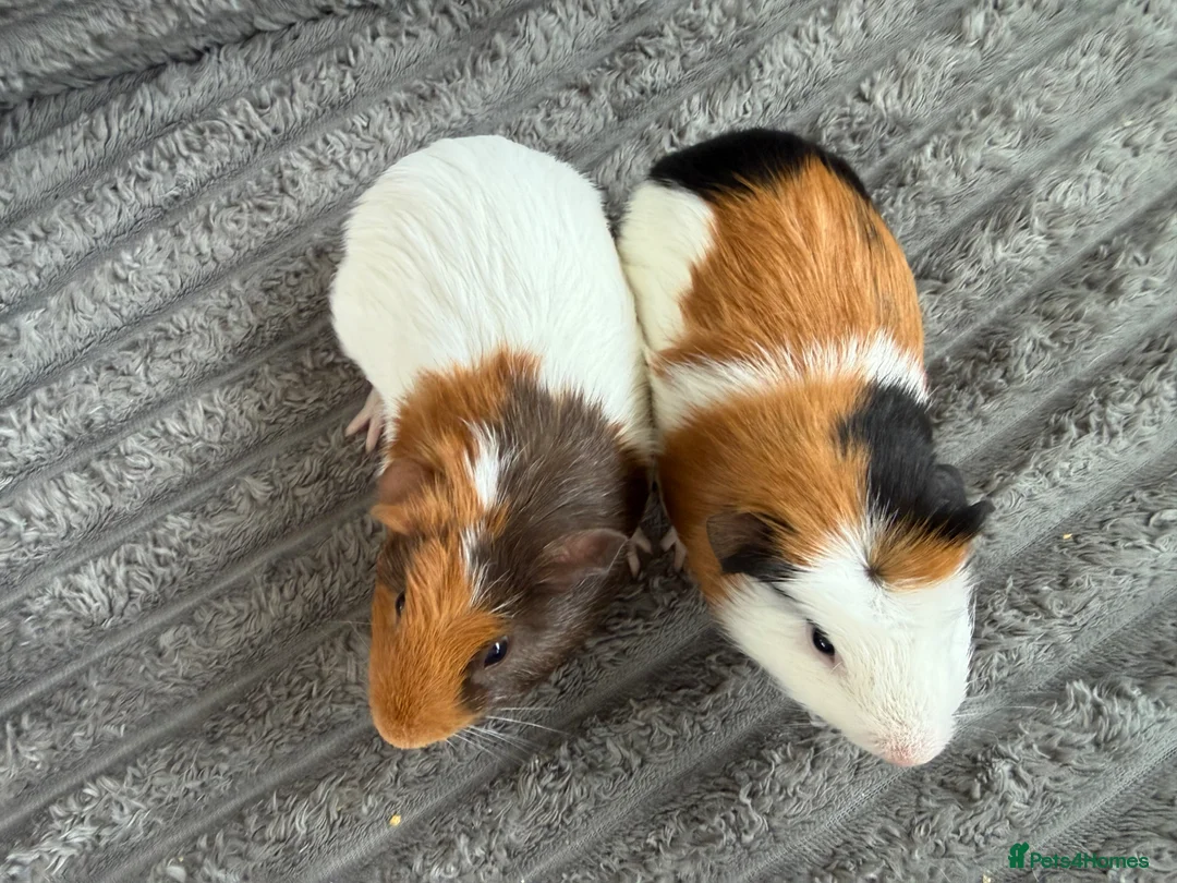 Guinea Pig rodents for sale: Mixed age baby guinea pigs for new home  in Slough - Advert 4