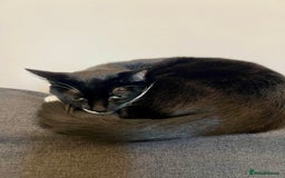 Japanese Bobtail cats for sale: Japanese Bobtail baby girl kitten! - Image 5