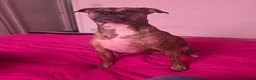 Staffordshire Bull Terrier dogs for sale: Staffie x  in Nottingham - Advert 1