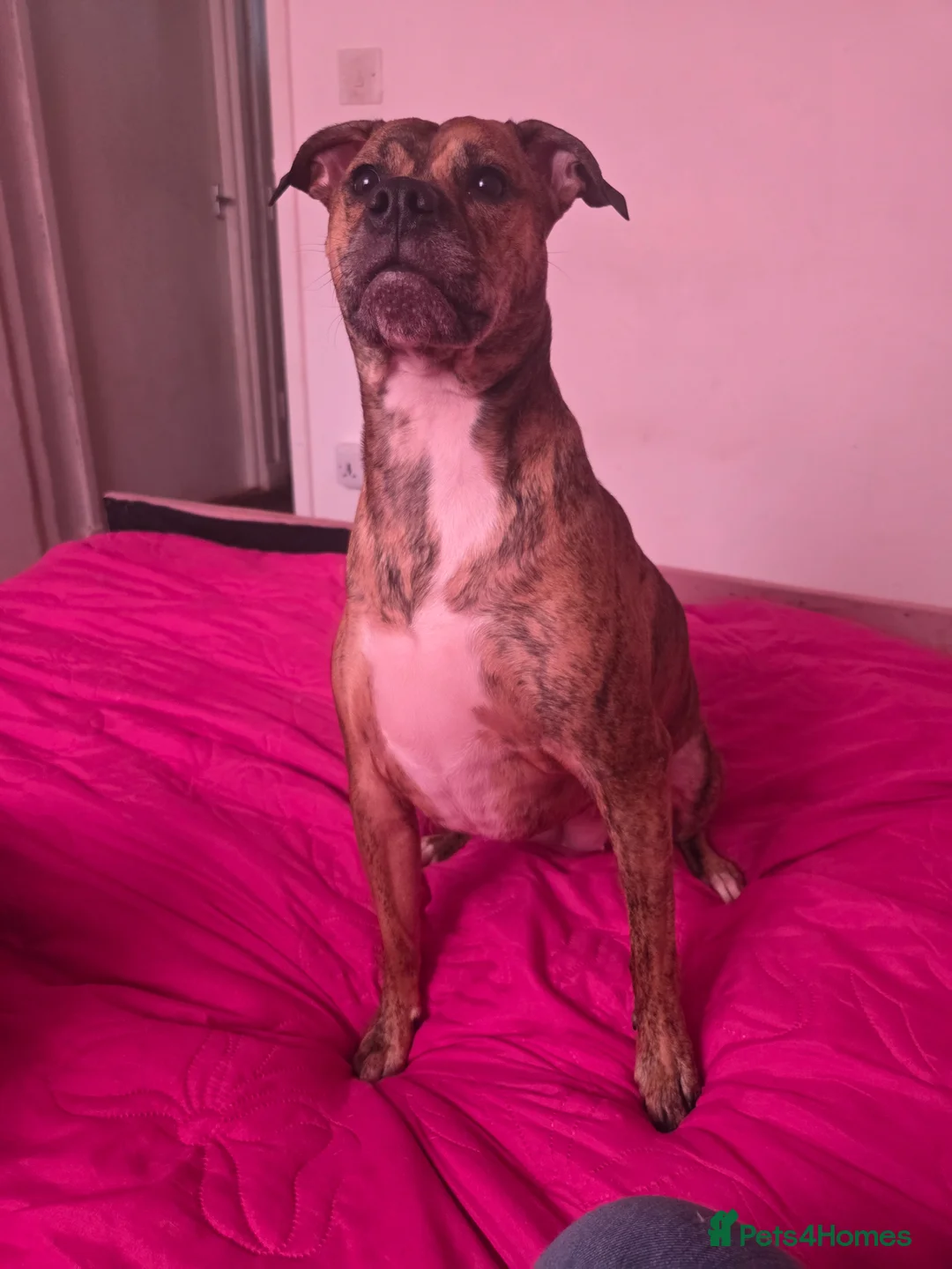 Staffordshire Bull Terrier dogs for sale: Staffie x  in Nottingham - Advert 1