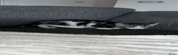 Mixed Breed cats for sale: Male kitten ready now - Advert 5