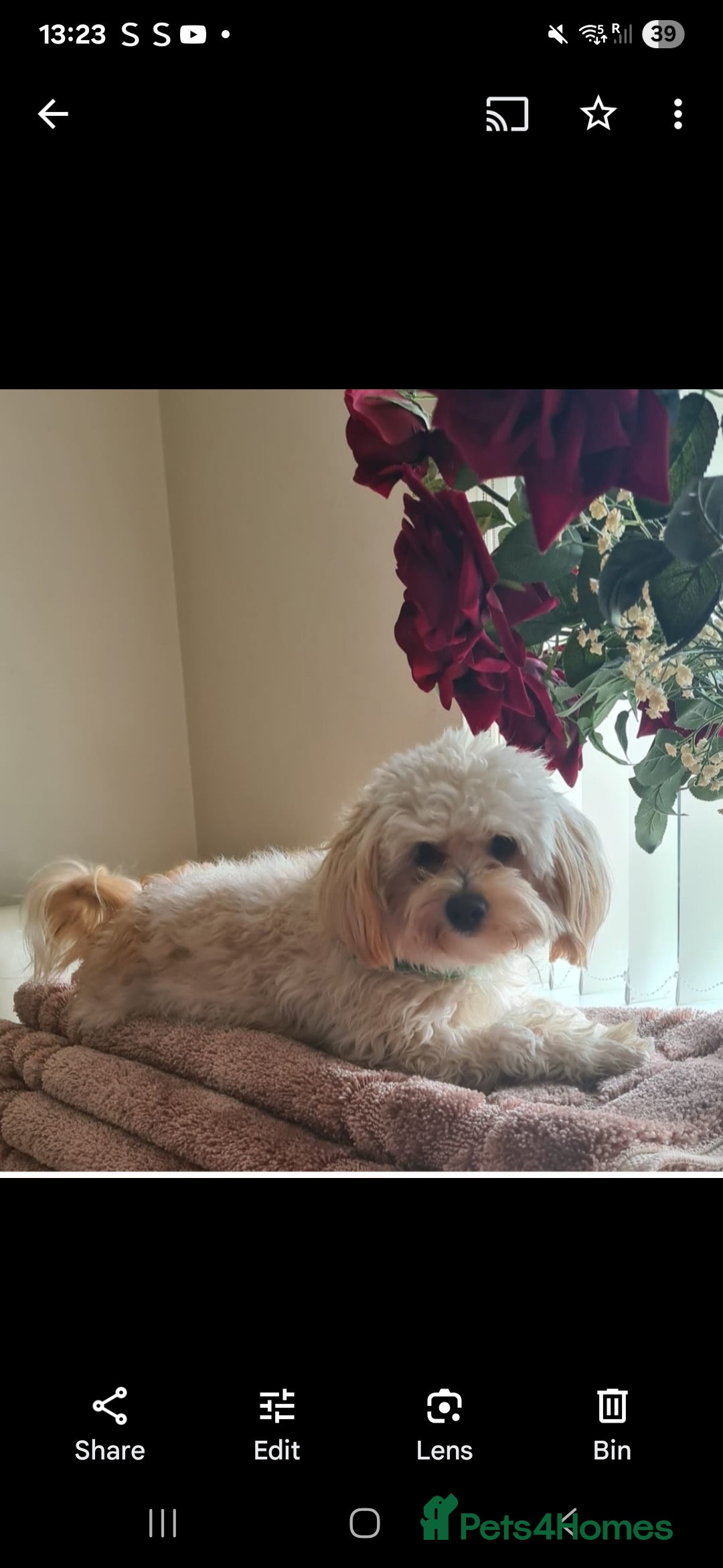 Mixed Breed dogs for sale: Maltipoo puppies  - Image 26