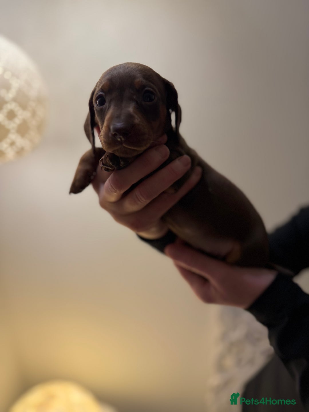Dachshund dogs for sale: Standard Dachshund Puppies  - Advert 6