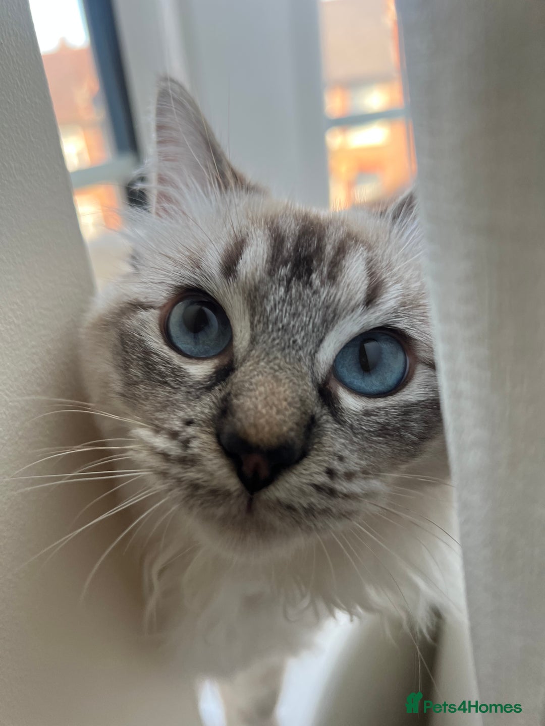 Ragdoll cats for sale: Stunning & Rare Chocolate Point Ragdoll  - Advert 1