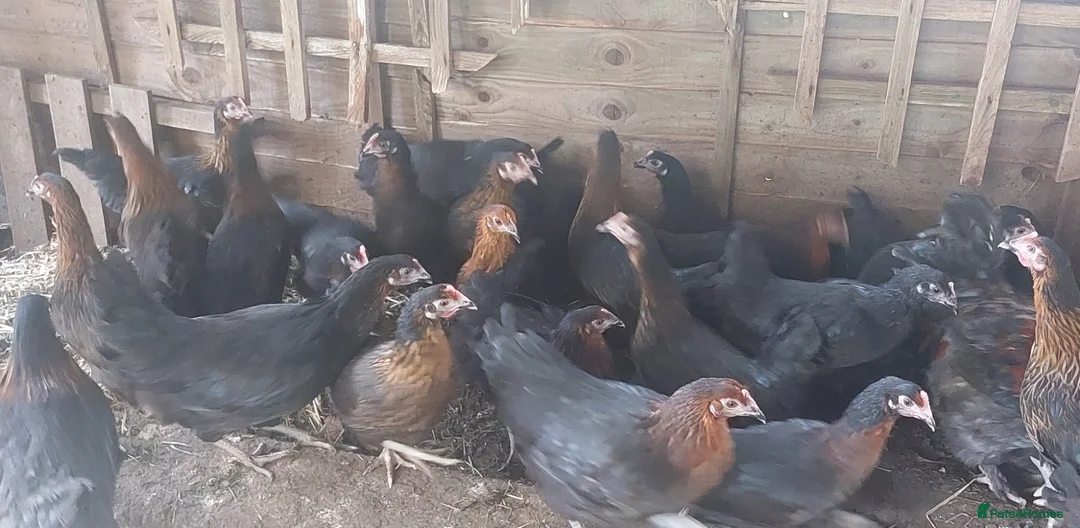 Chickens poultry for sale: POL Black Copper Marran  - Advert 1
