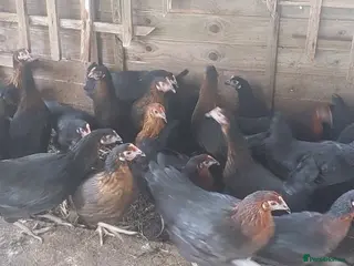 Chickens poultry POL Black Copper Marran - Advert 13