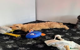 Cockapoo dogs for sale: Cockapoo Puppies (Licensed Breeder)  - Advert 5