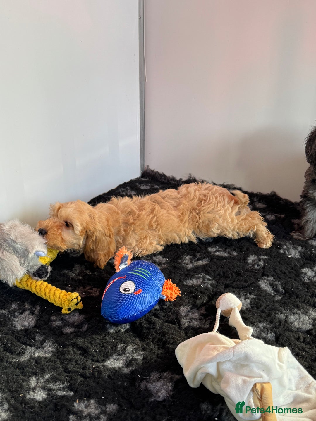 Cockapoo dogs for sale: Cockapoo Puppies (Licensed Breeder)  - Advert 5