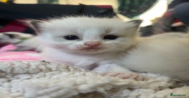 Ragdoll cats - Advert 2