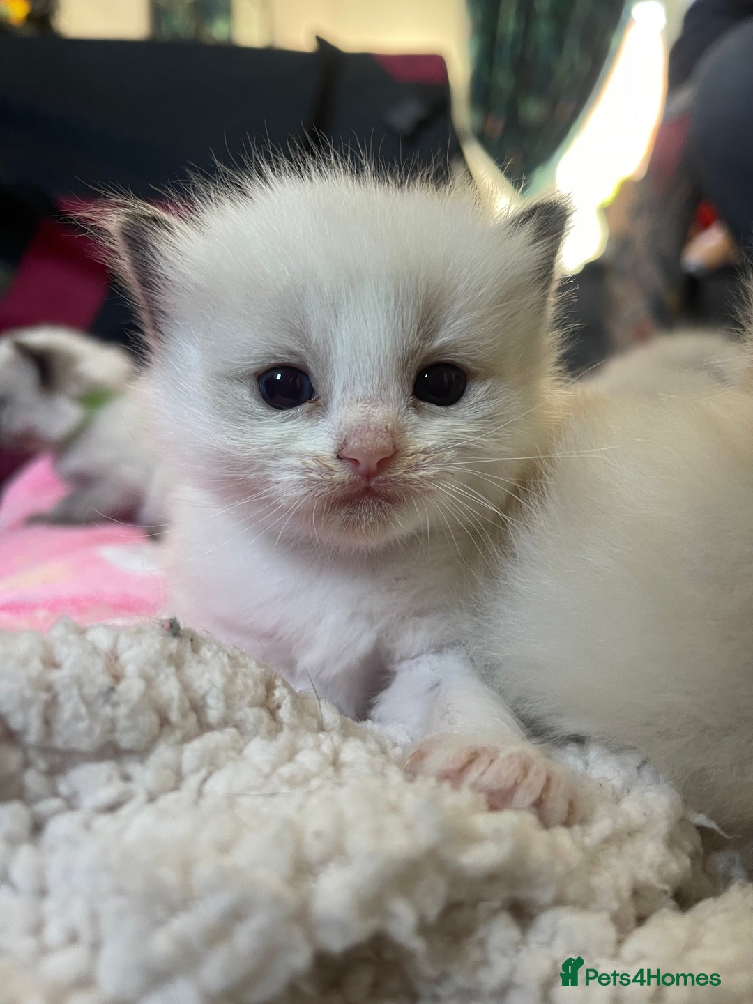 Ragdoll cats for sale: ✨Ragdoll Kittens Available – European Lines ✨ - Image 1
