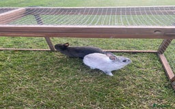 Netherland Dwarf rabbits for sale: Gorgeous baby Netherland Dwarf kits in Manchester - Image 6