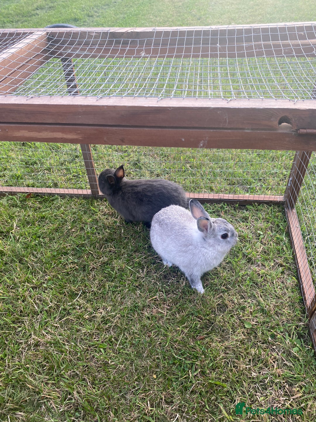 Netherland Dwarf rabbits for sale: Gorgeous baby Netherland Dwarf kits in Manchester - Image 6