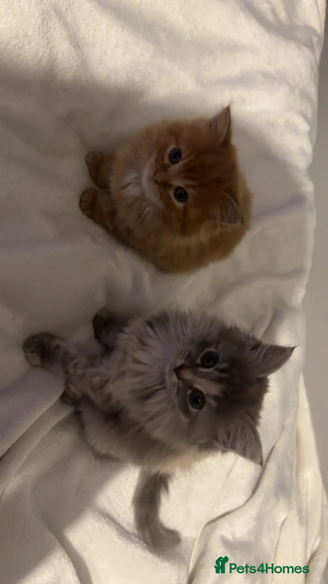 Mixed Breed cats for sale: 2 kittens for sale - Advert 1