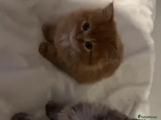 Mixed Breed cats 2 kittens for sale - Advert 6